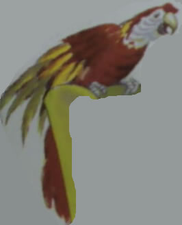 Macaw